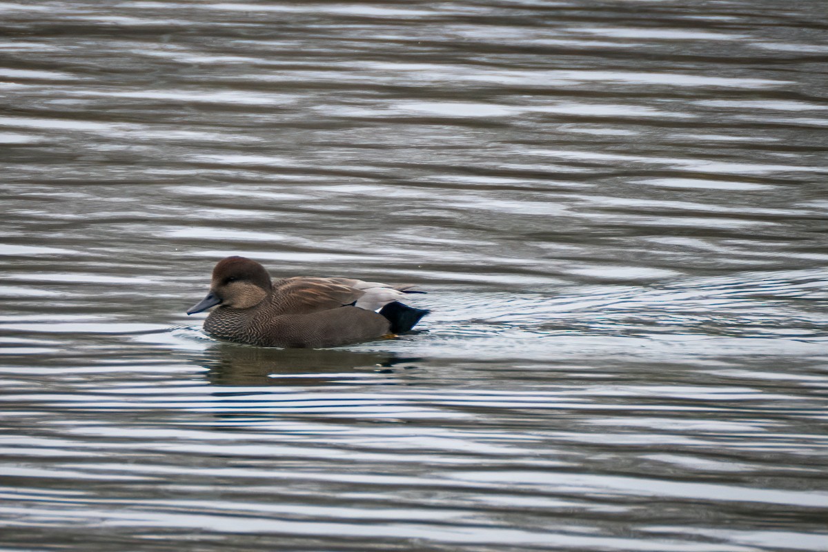 Серая утка - ML645516233