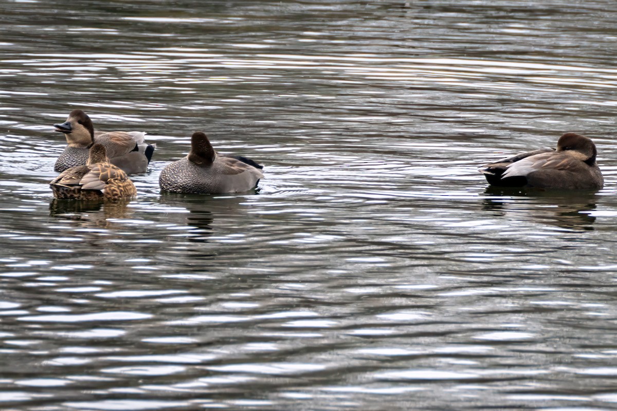 Серая утка - ML645516235