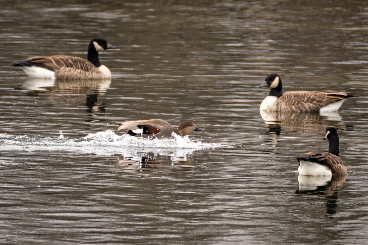 Серая утка - ML645516236