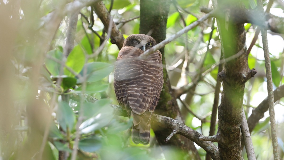 Nínox Rojizo - ML645516257