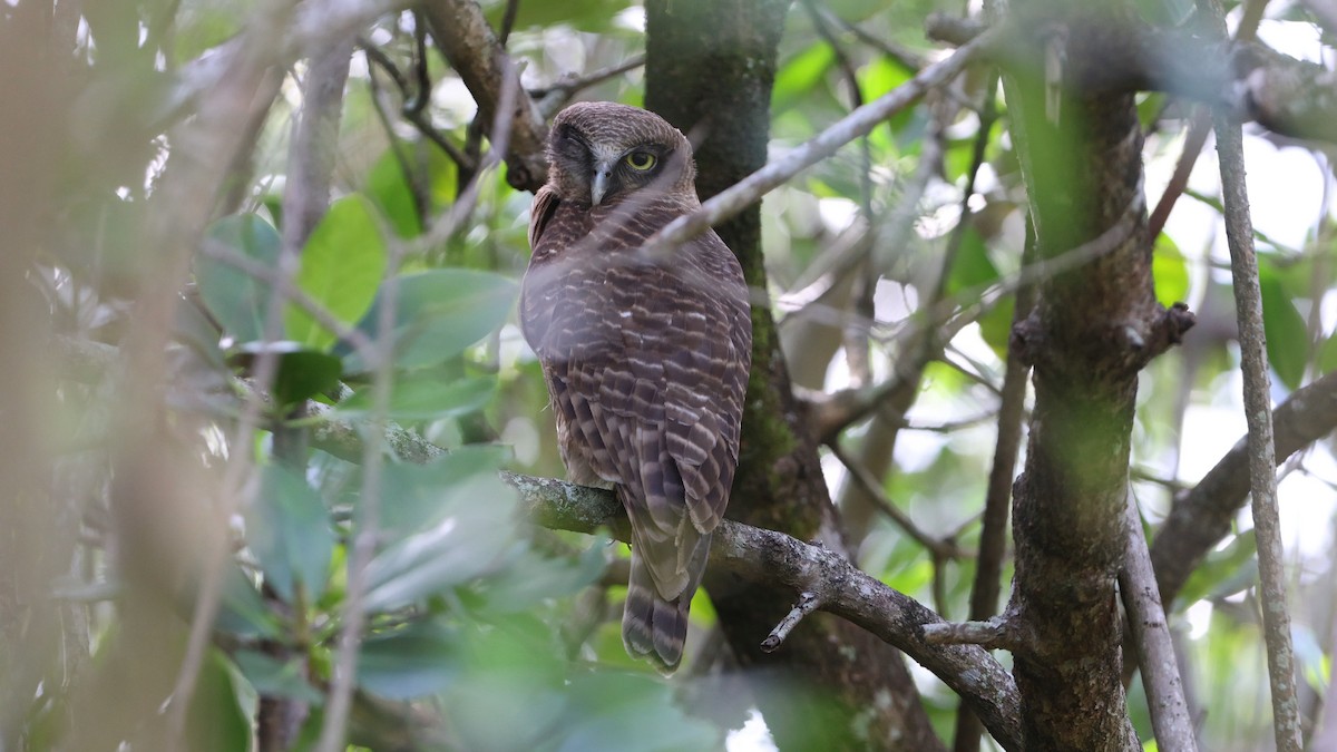 Nínox Rojizo - ML645516258