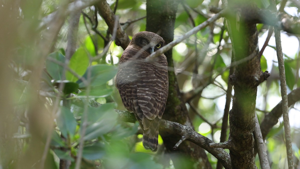 Nínox Rojizo - ML645516259