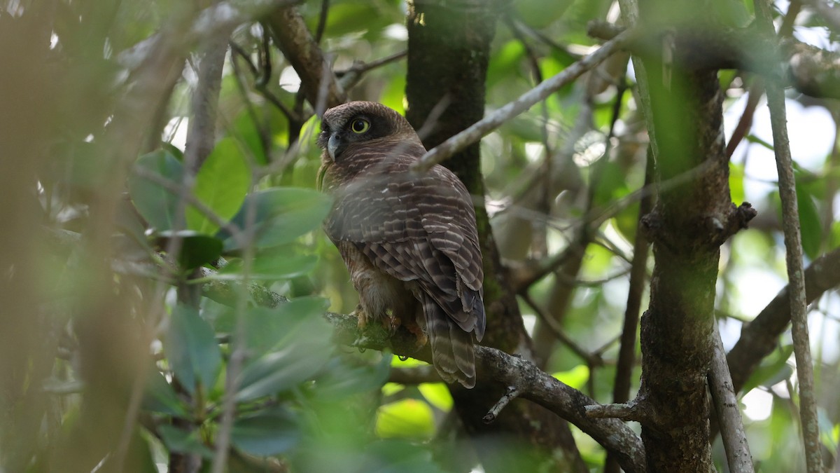 Nínox Rojizo - ML645516260