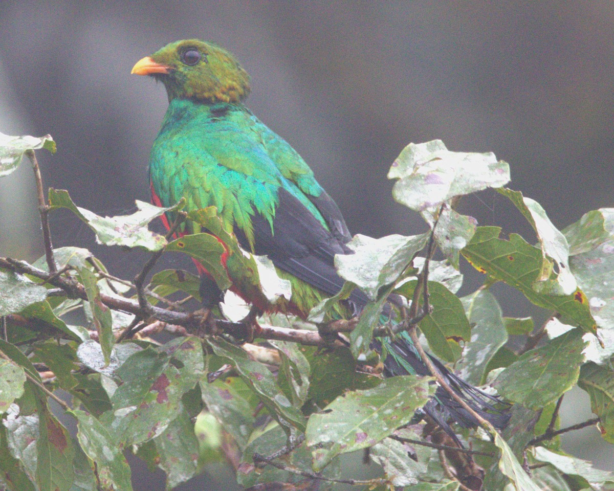 Golden-headed Quetzal - ML645516262