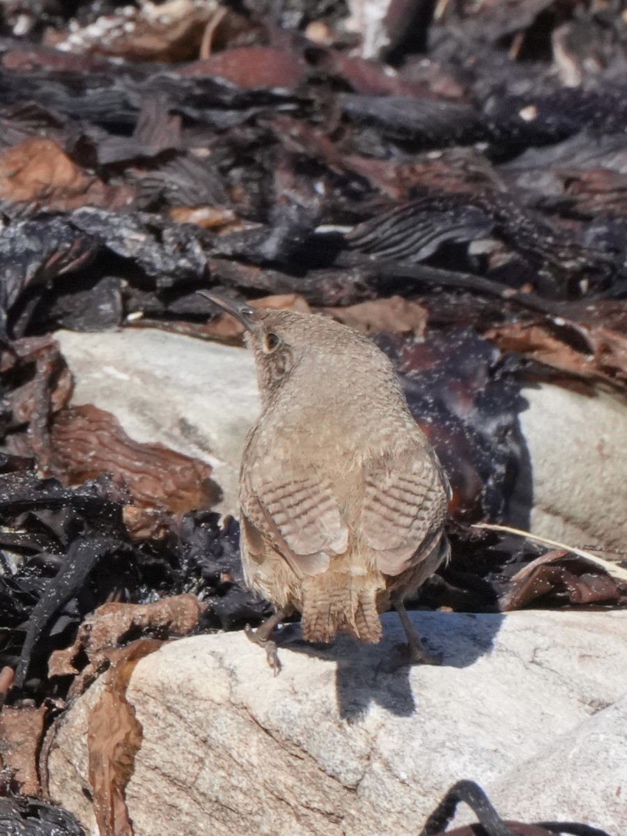 フォークランドミソサザイ - ML645516265