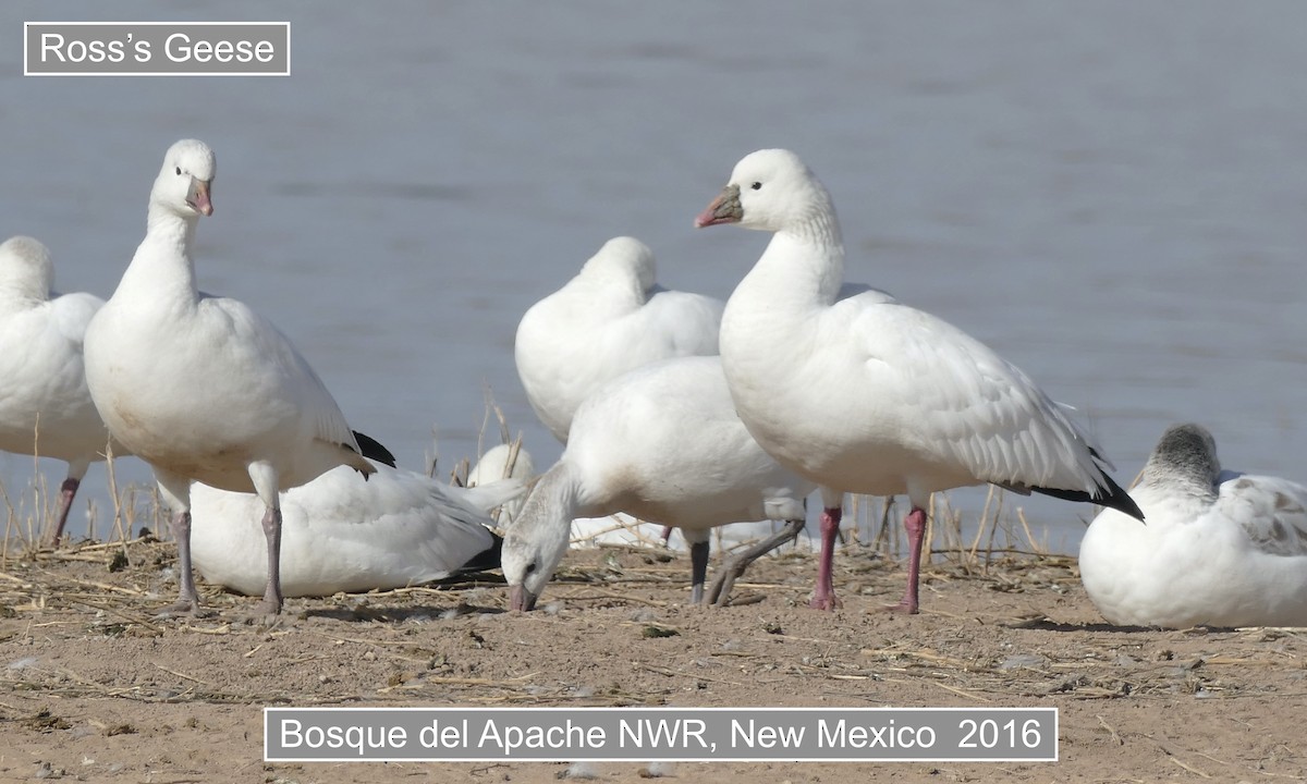 Kar/Küçük Kar Kazı - ML645516296