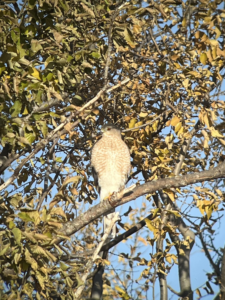 Cooper's Hawk - ML645516299