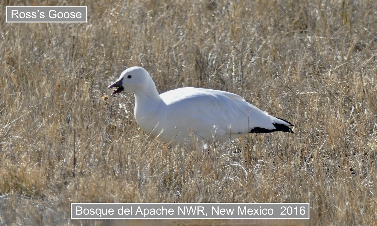 Kar/Küçük Kar Kazı - ML645516301