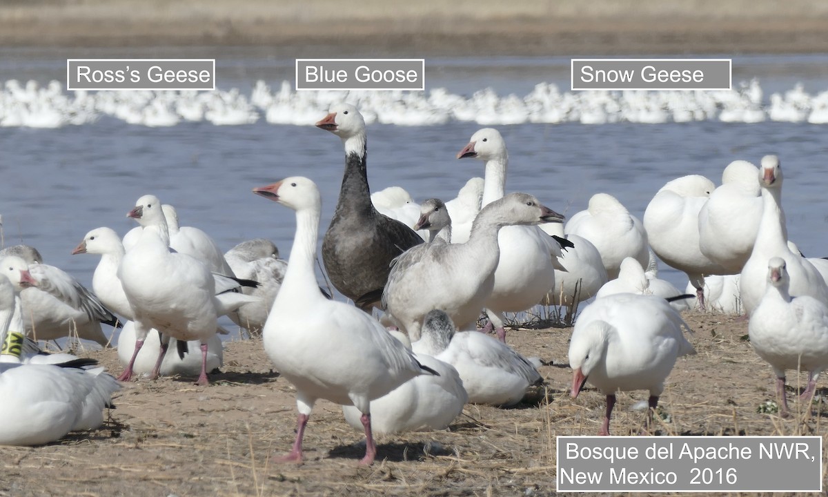 Kar/Küçük Kar Kazı - ML645516302