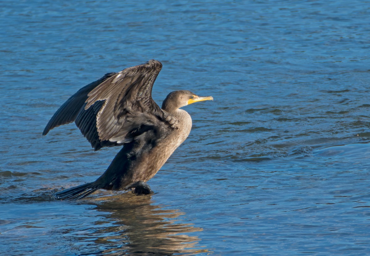 kormorán ušatý - ML645516303