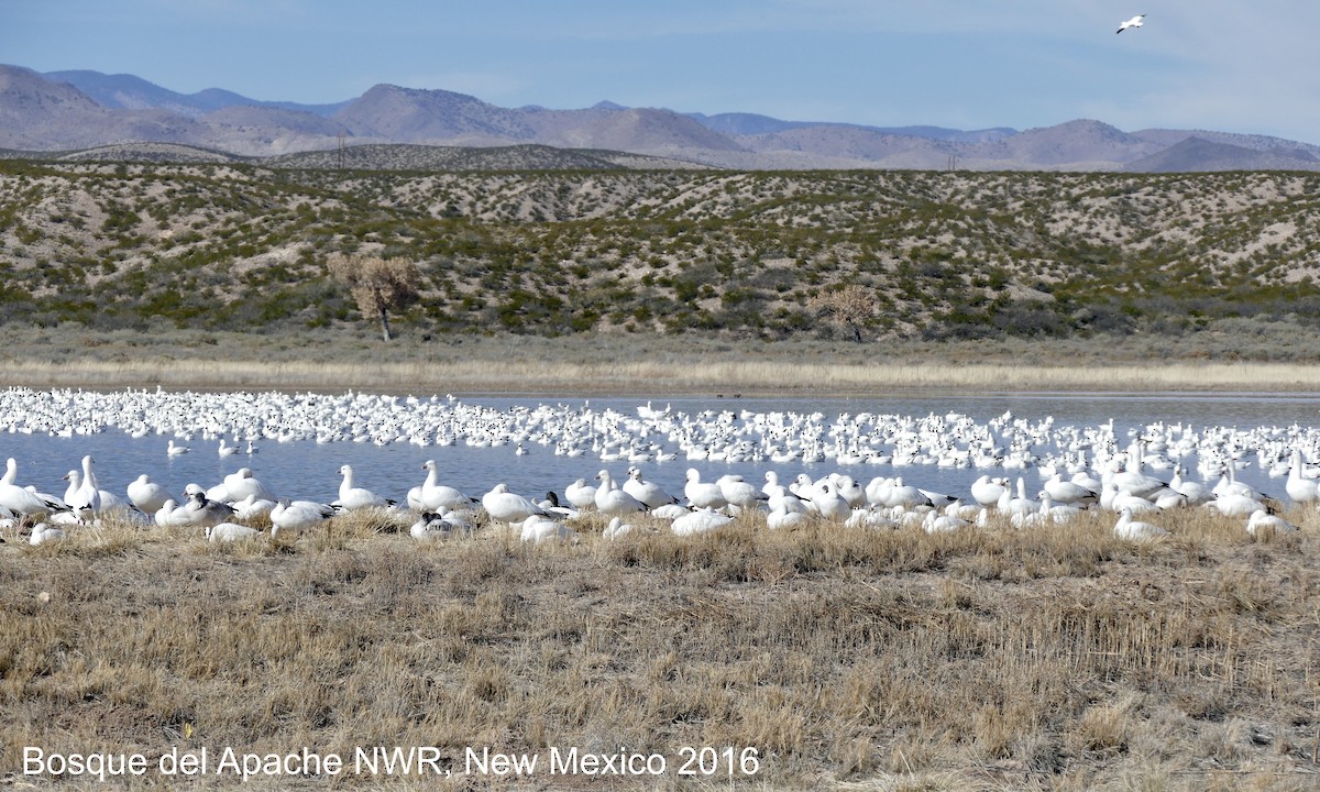 Kar/Küçük Kar Kazı - ML645516305