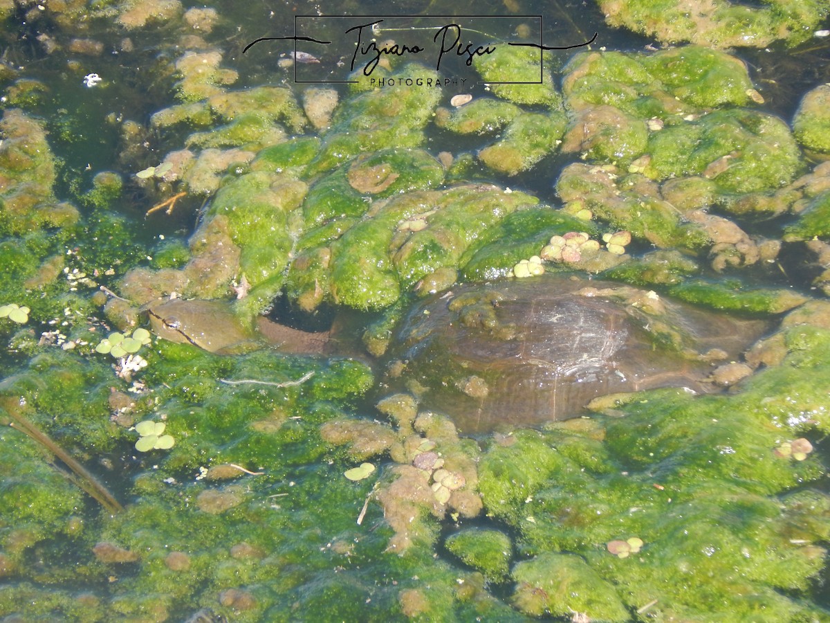Hilaire's Side-necked Turtle - ML645516311