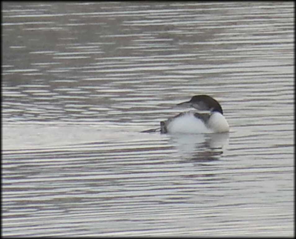 Common Loon - ML645516314