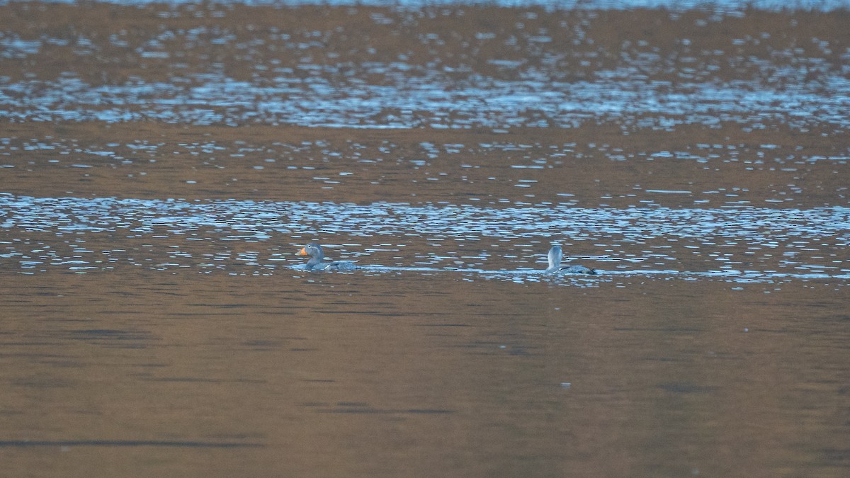 Flightless Steamer-Duck - ML645516319