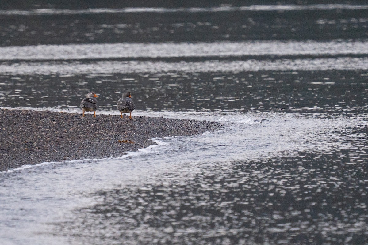 Flightless Steamer-Duck - ML645516321