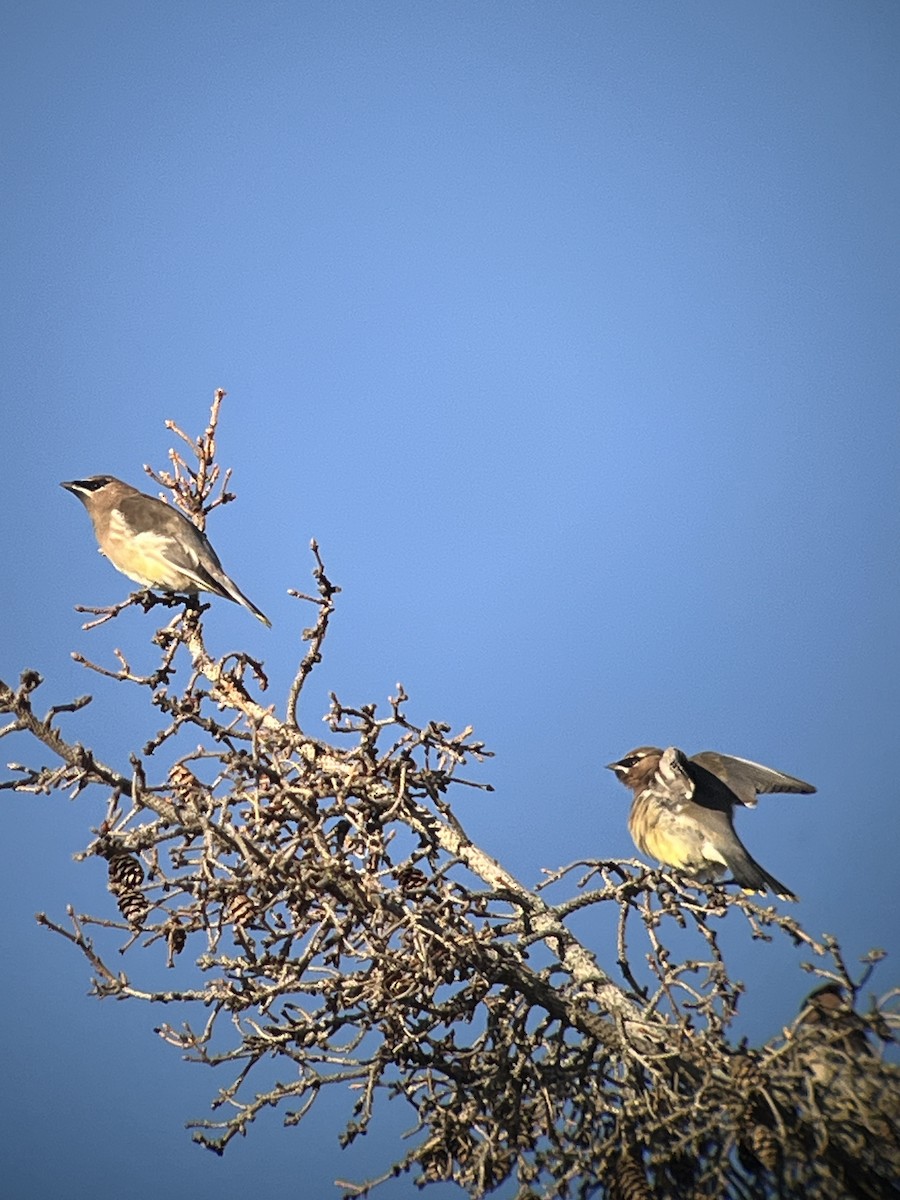 brkoslav americký - ML645516325