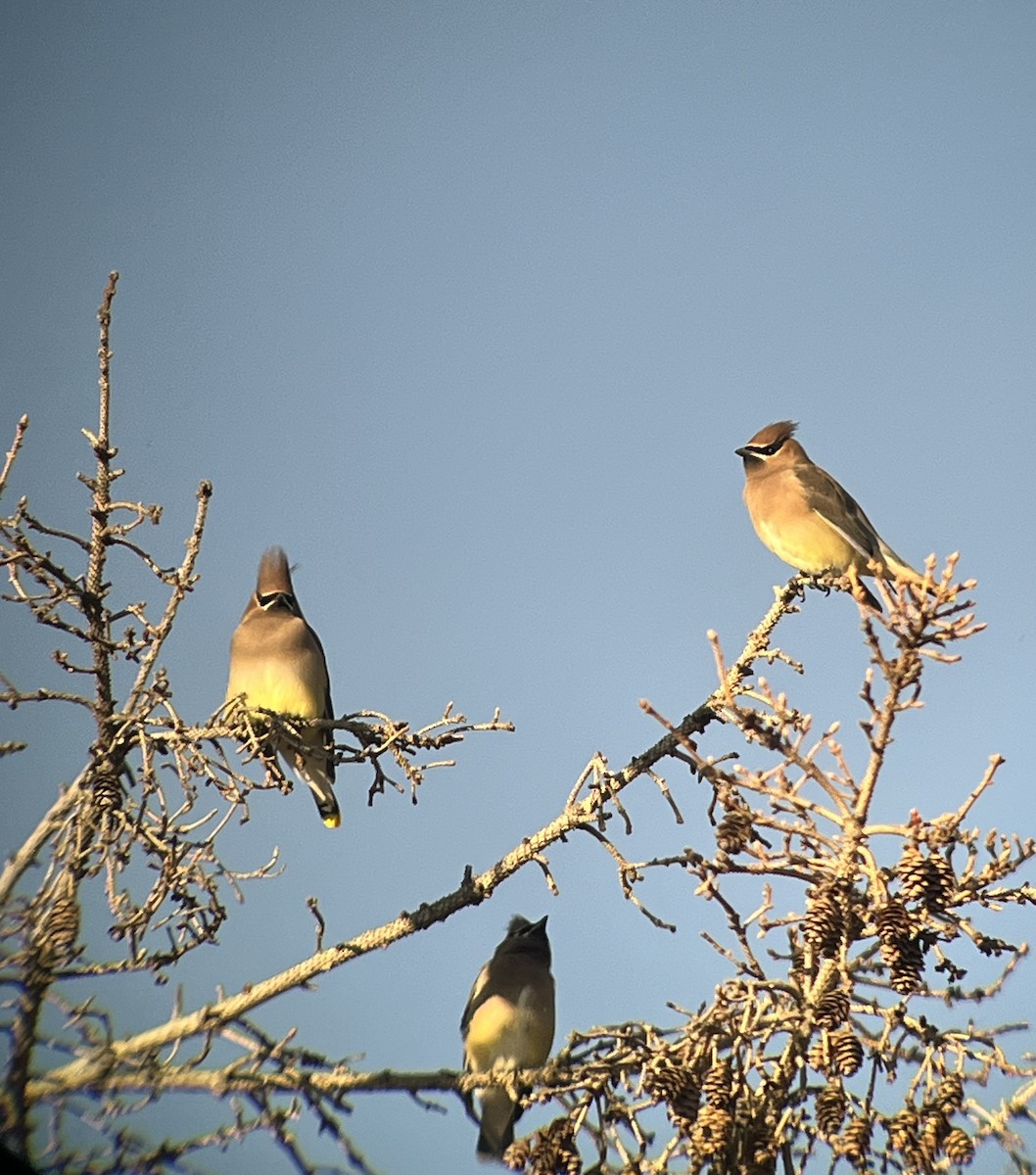 brkoslav americký - ML645516326