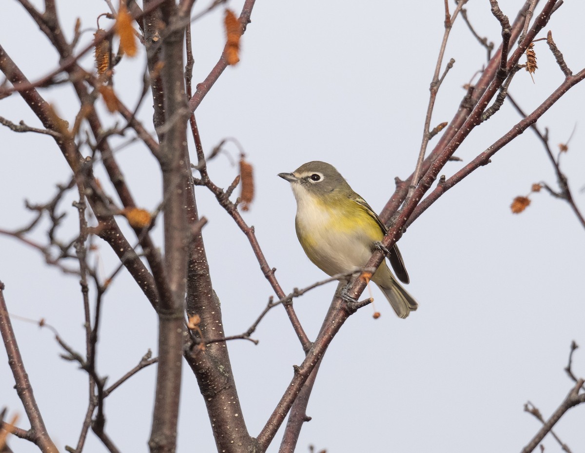 Blue-headed Vireo - ML645516327