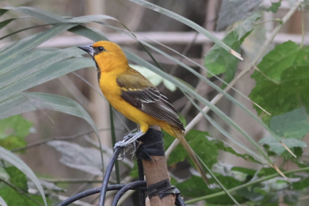 Altamira Oriole - ML645516333