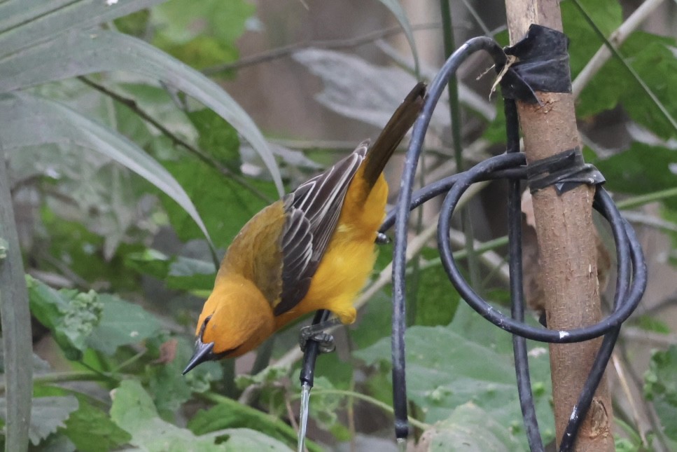 Altamira Oriole - ML645516334