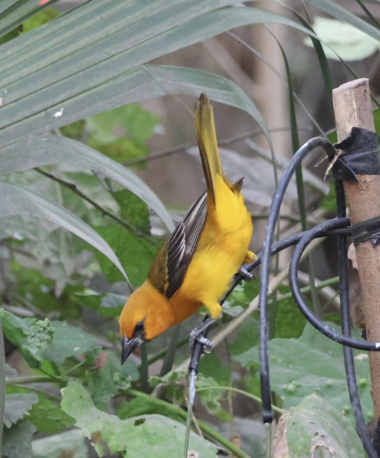 Altamira Oriole - ML645516335