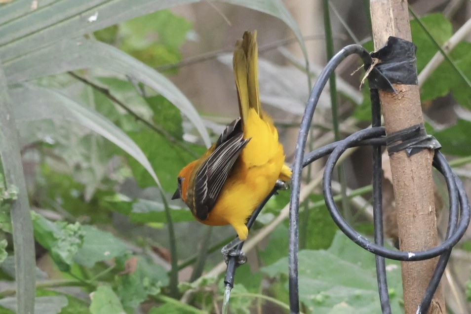 Altamira Oriole - ML645516336