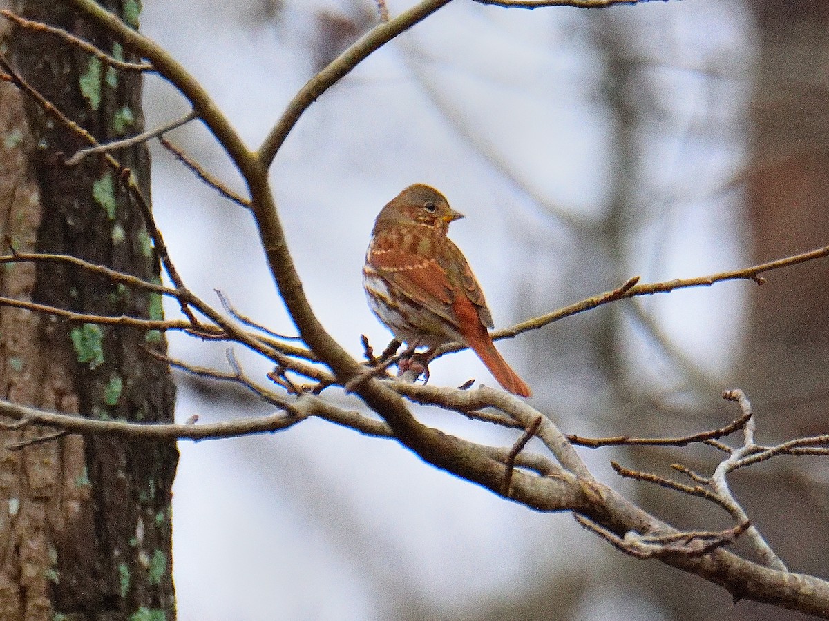 strnadec kaštanový - ML645516341