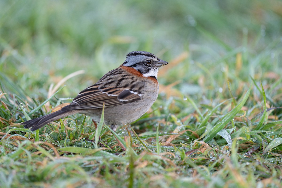 Rufous-collared Sparrow - ML645516342