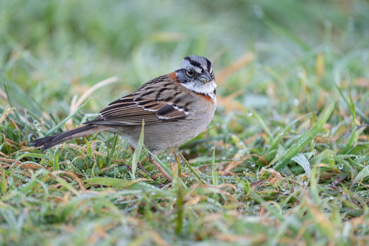 Rufous-collared Sparrow - ML645516343