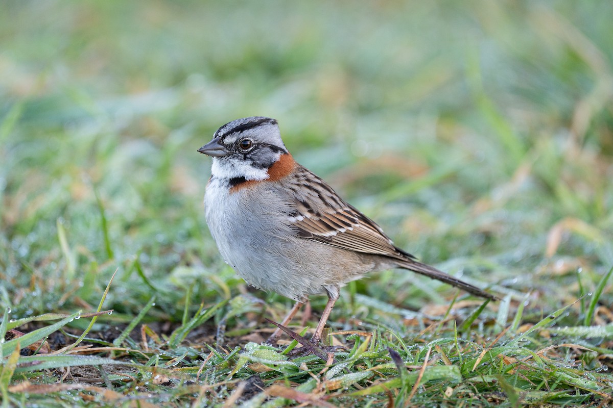 Rufous-collared Sparrow - ML645516344