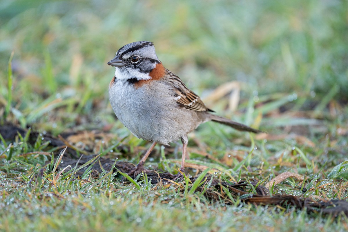 Rufous-collared Sparrow - ML645516345
