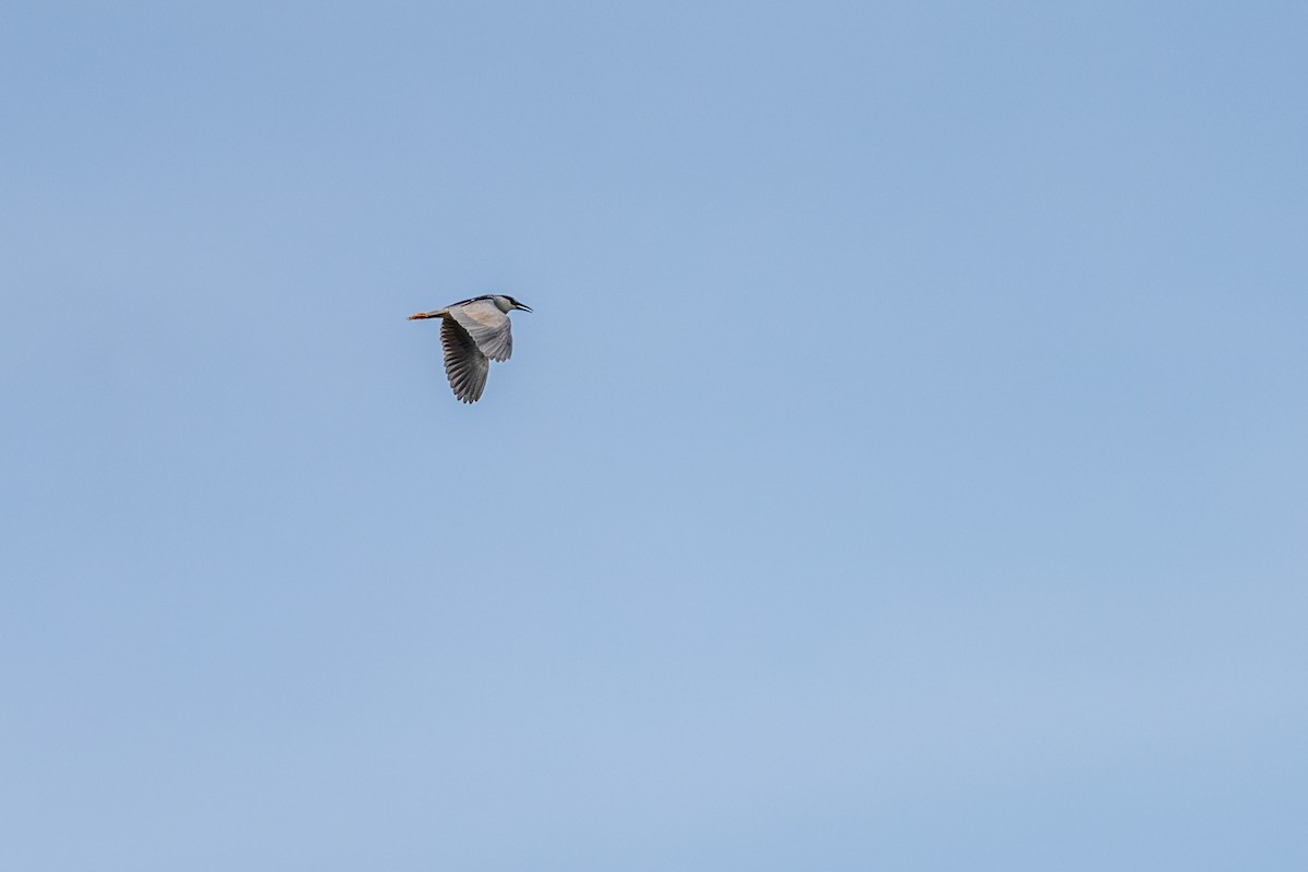 Black-crowned Night Heron - ML645516346