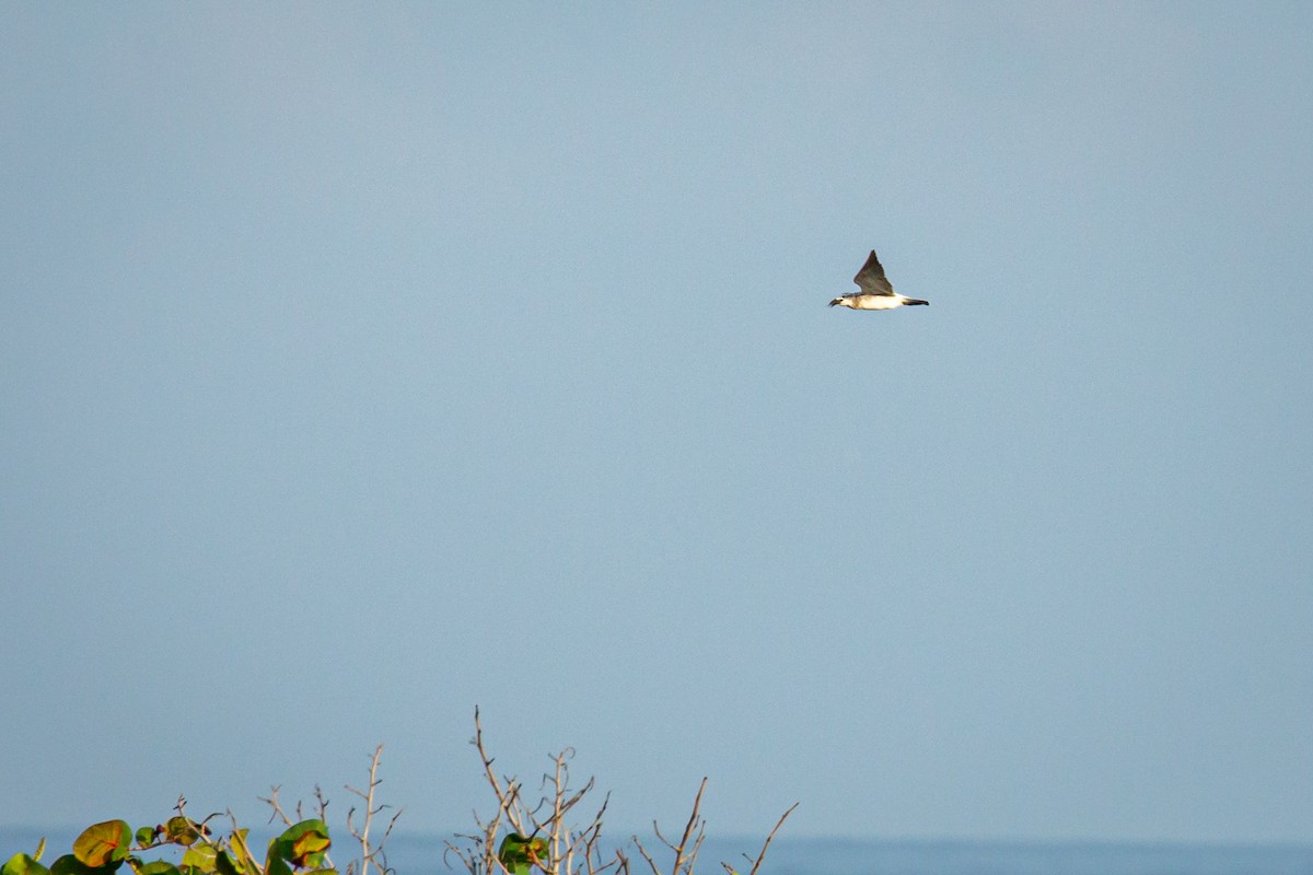 Gabbiano sghignazzante - ML645516349