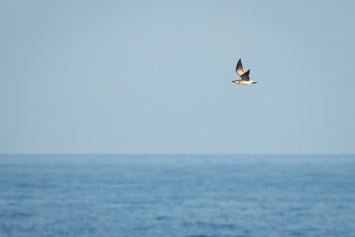 Gabbiano sghignazzante - ML645516350