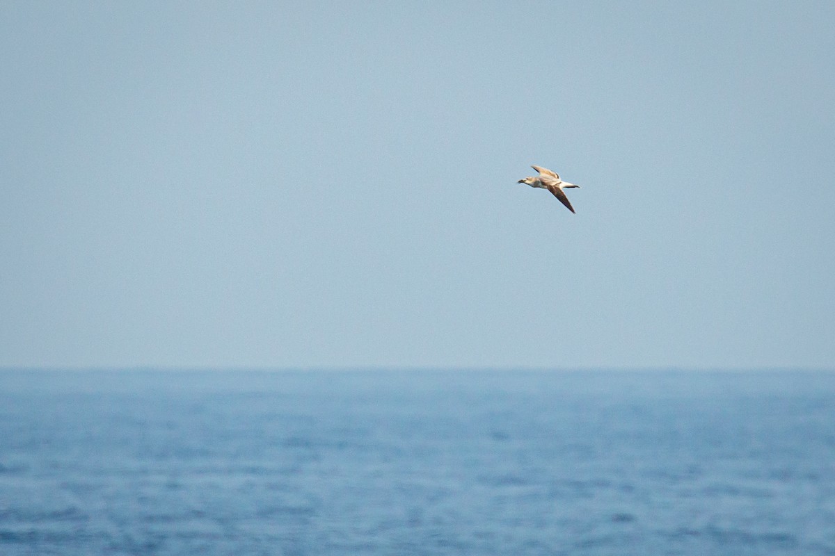 Gabbiano sghignazzante - ML645516351