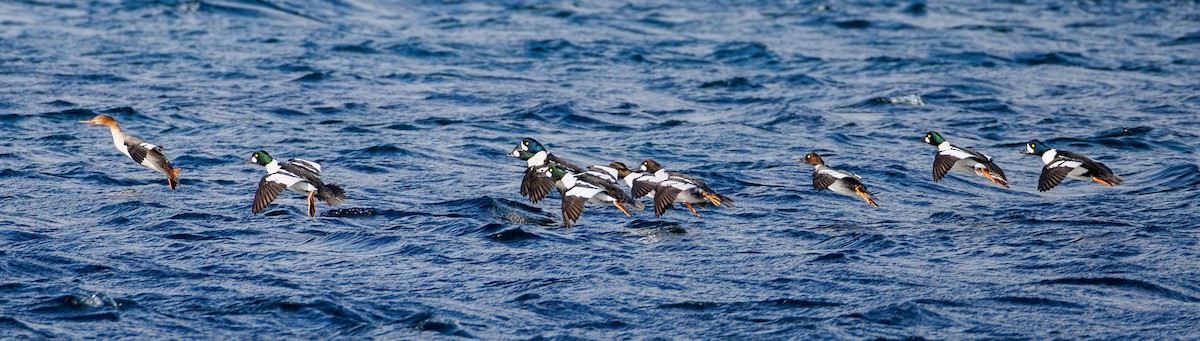 Porrón Islándico - ML645516372