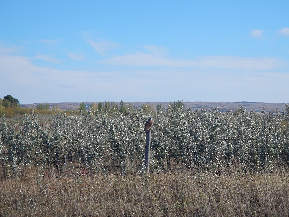 Свенсонов канюк - ML645516377