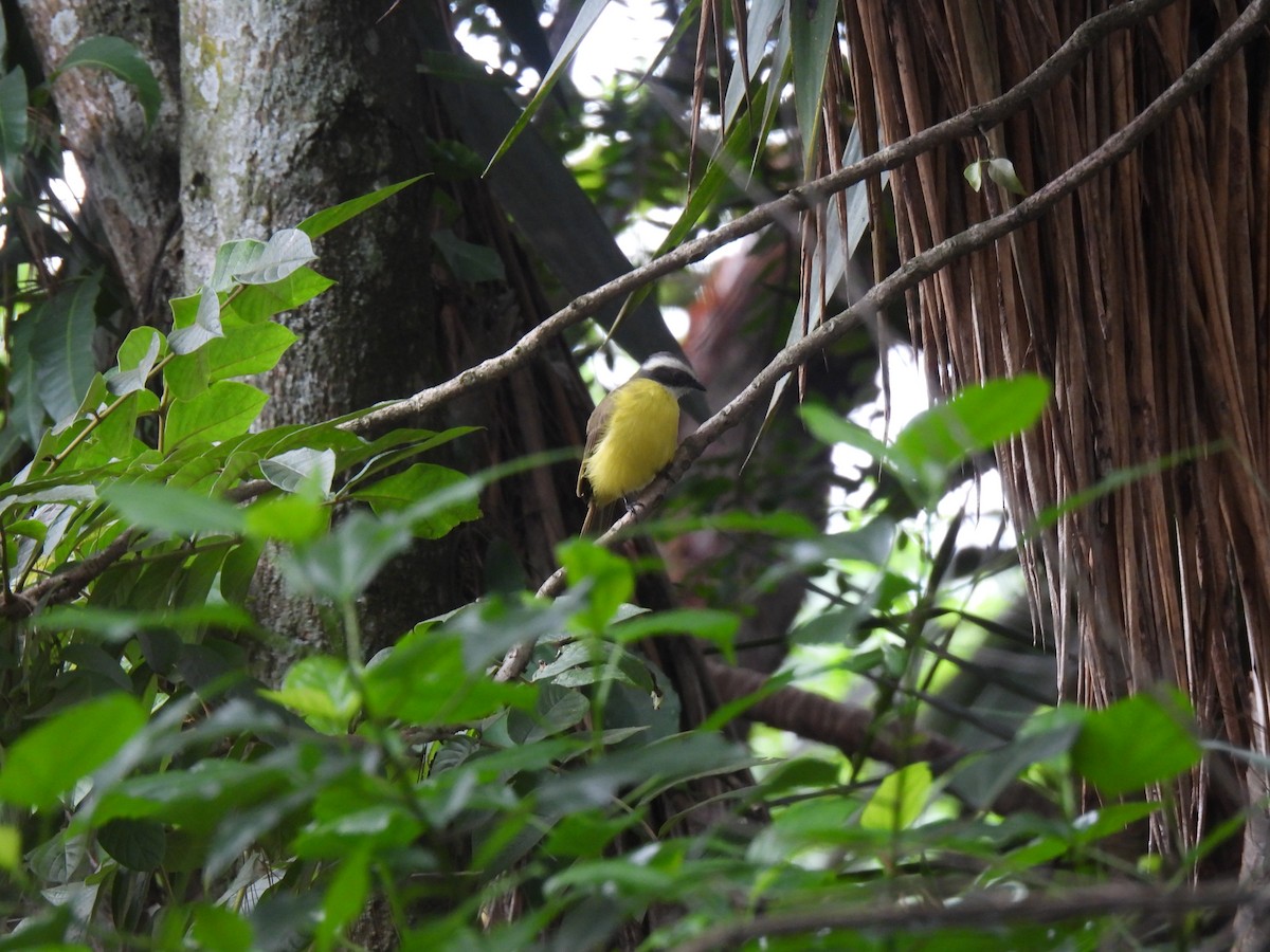 Красношапочный бентеви - ML645516378