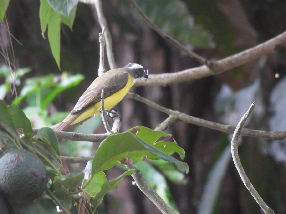 Красношапочный бентеви - ML645516379