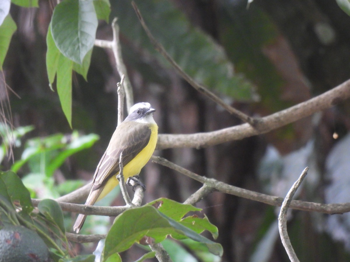 Красношапочный бентеви - ML645516380