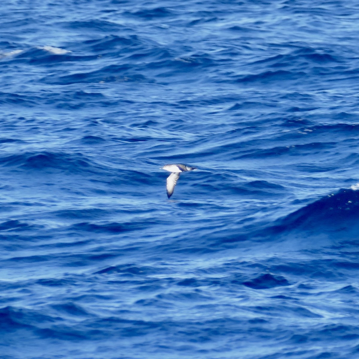 Kaliforniya Yelkovanı - ML645516385