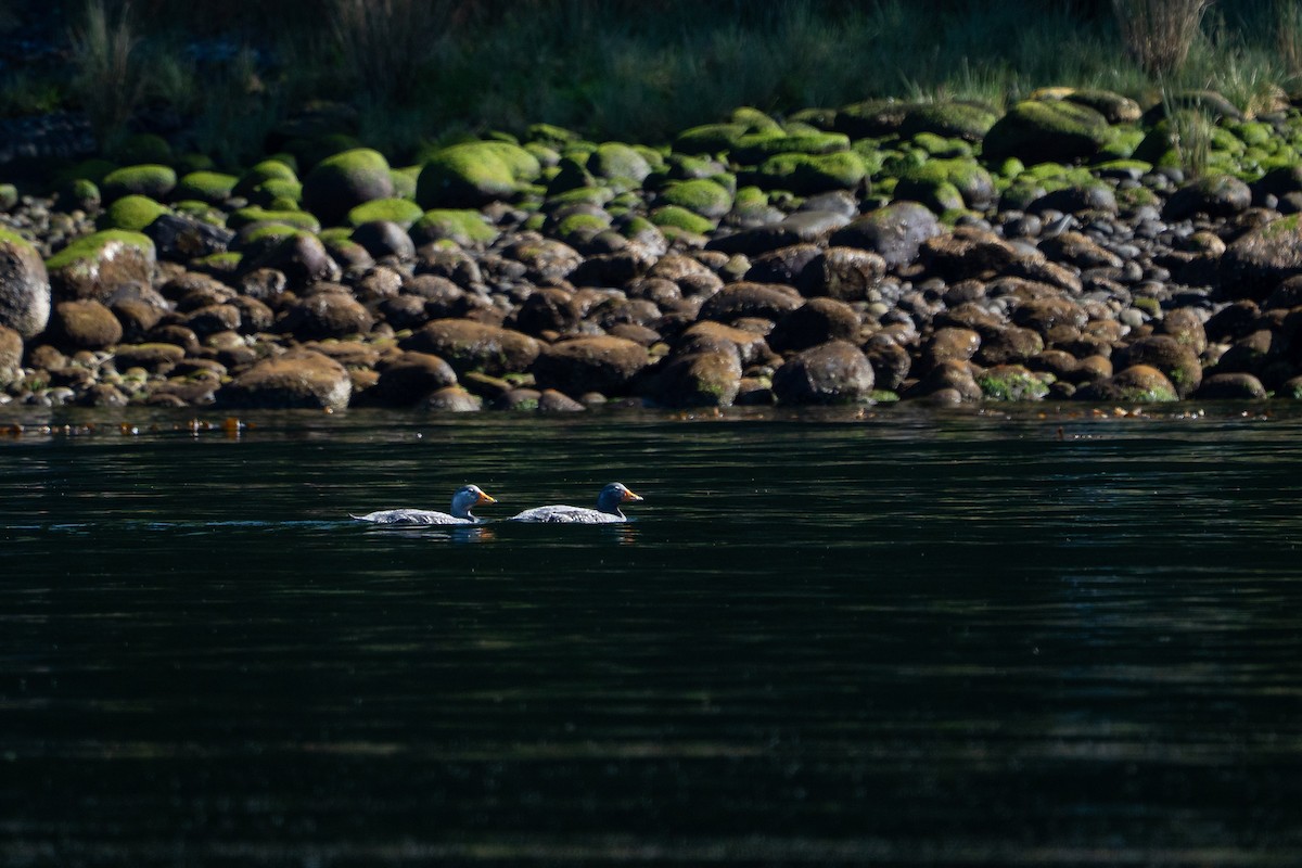 Flightless Steamer-Duck - ML645516387