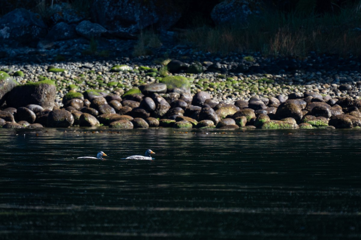 Flightless Steamer-Duck - ML645516388