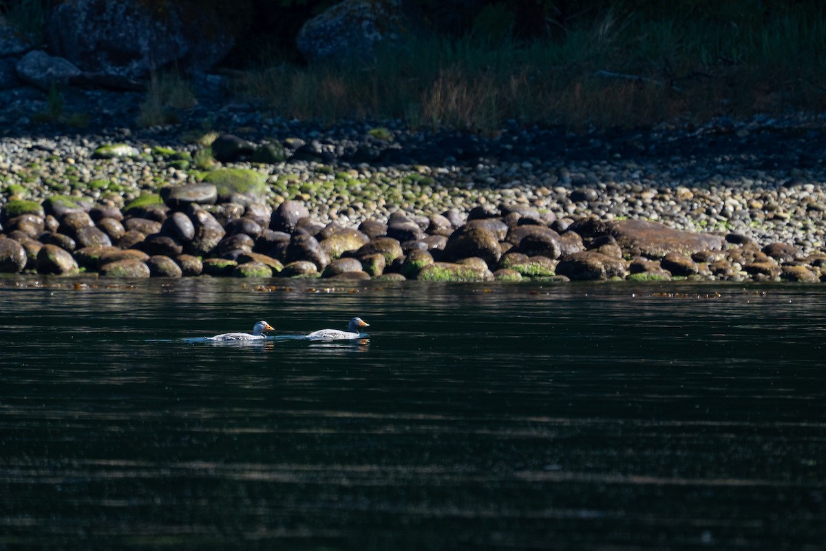 Flightless Steamer-Duck - ML645516389