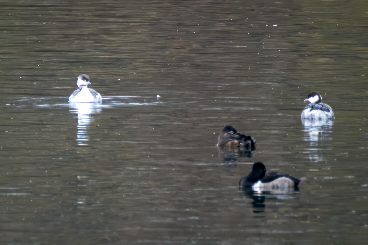 Horned Grebe - ML645516393