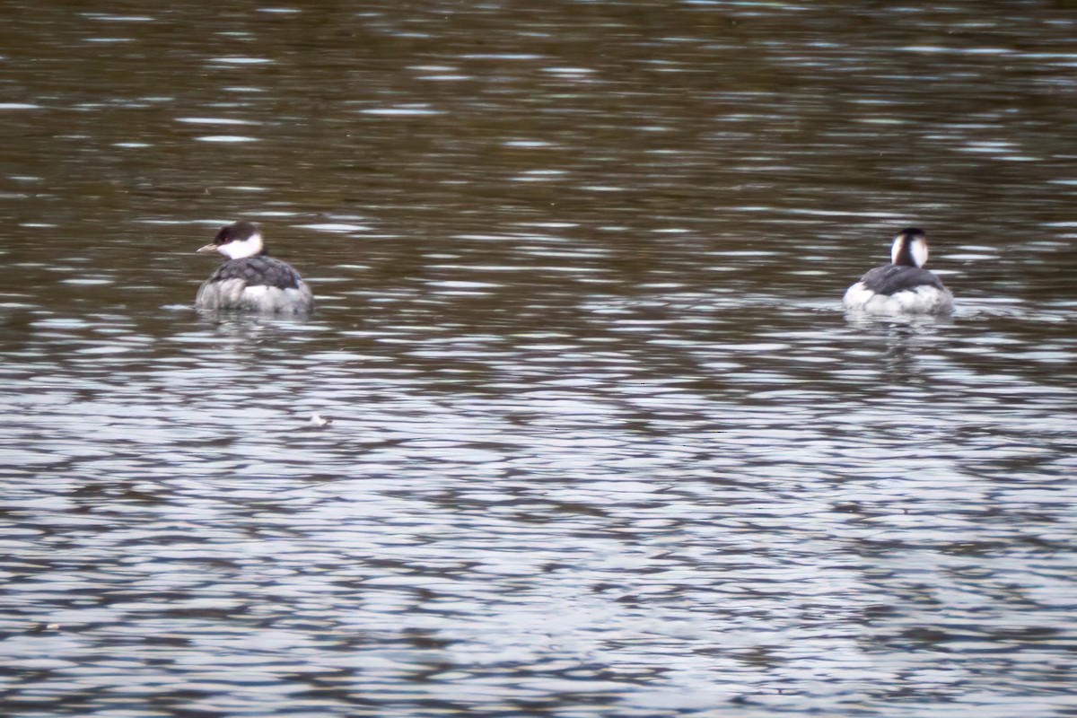 Horned Grebe - ML645516394