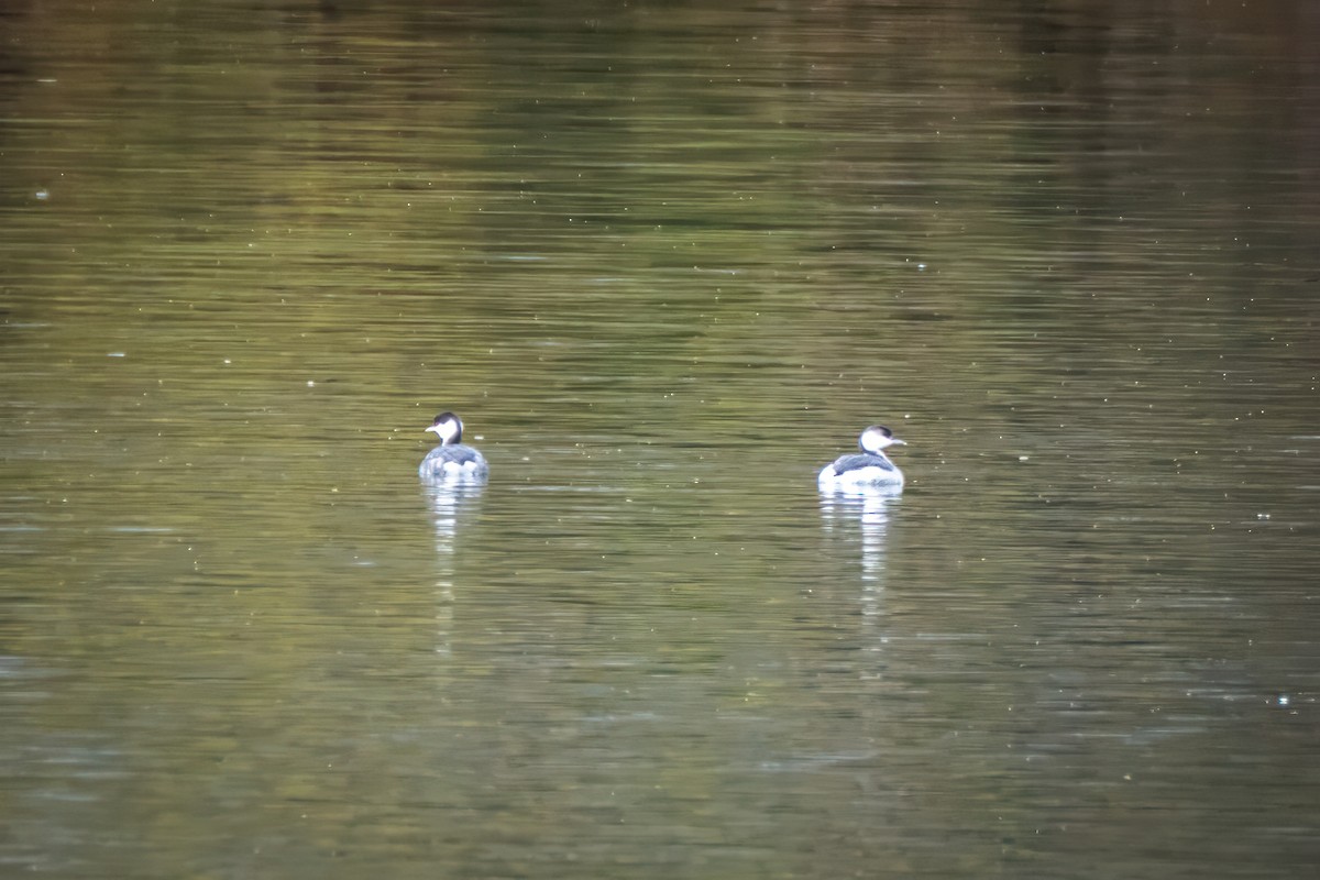 Horned Grebe - ML645516395