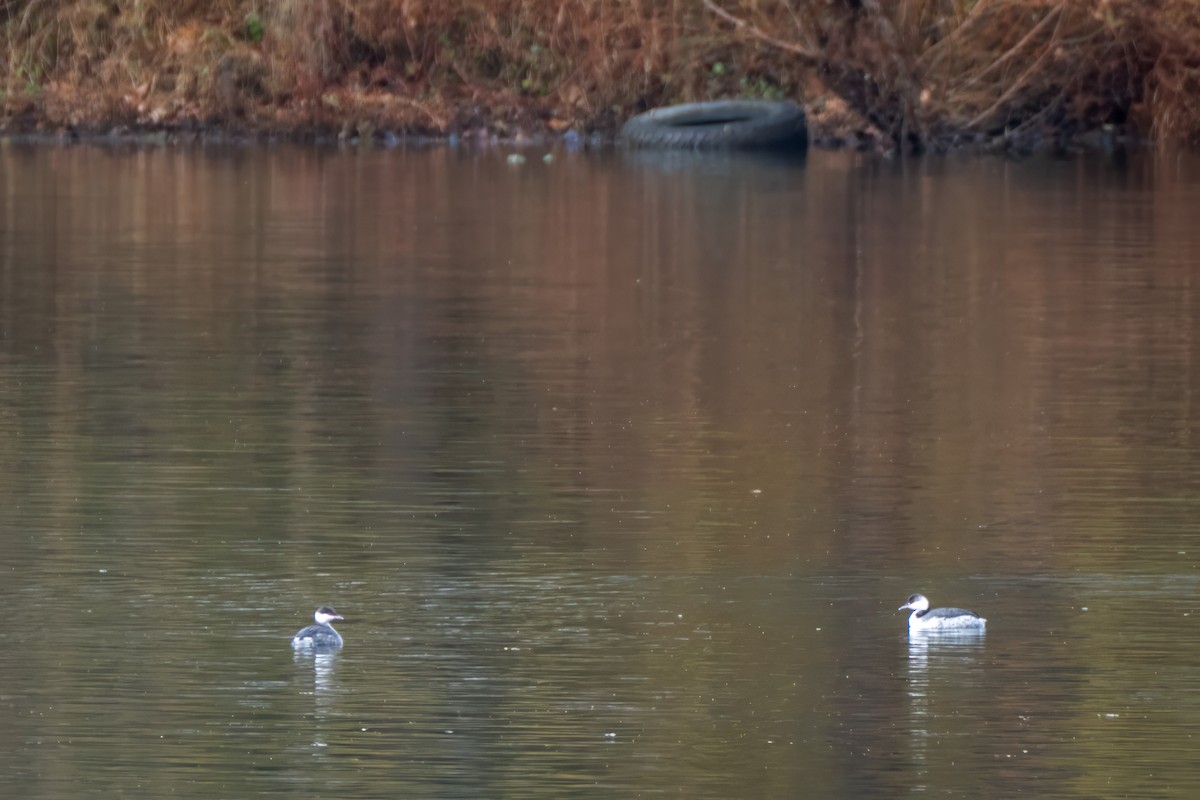 Horned Grebe - ML645516396