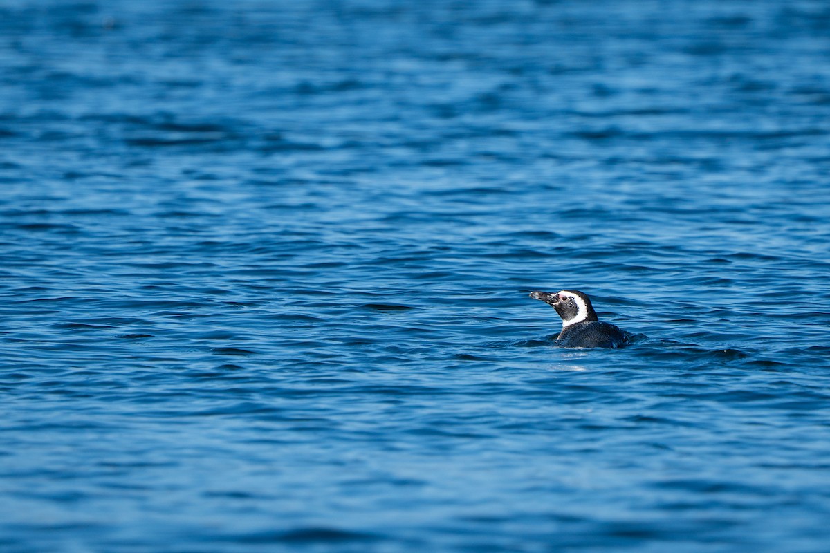 Magellanic Penguin - ML645516398