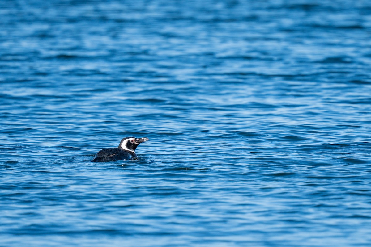 Magellanic Penguin - ML645516399
